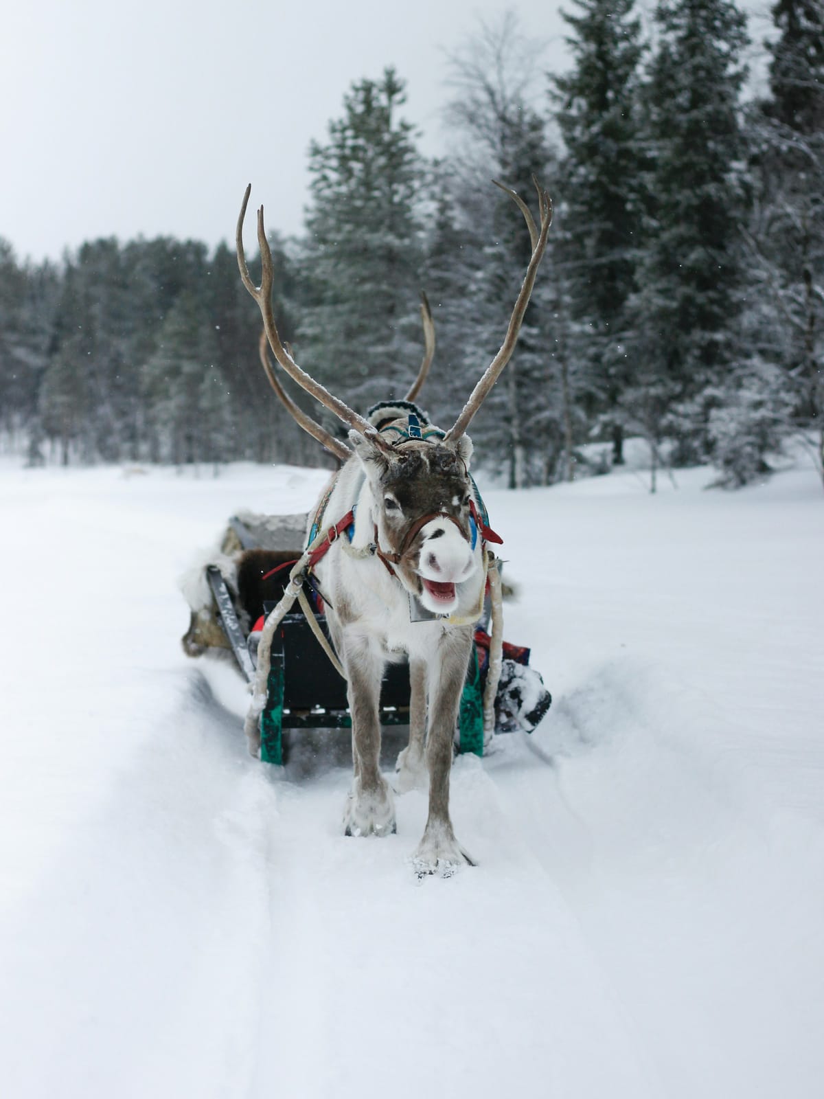 Swedish Arctic and Lapland — Private Package 8-day tour: Stockholm, Kiruna, the Icehotel, Abisko Northern Lights, and dog sledding in Swedish Lapland.